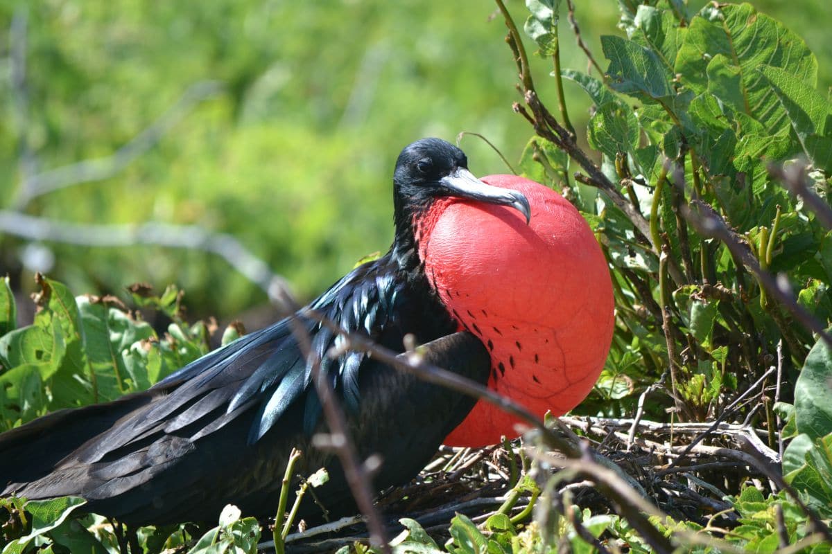 galapagos-frigate-bird