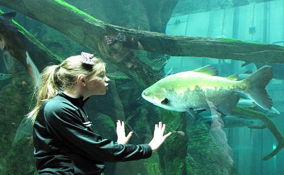 California Academy of Sciences