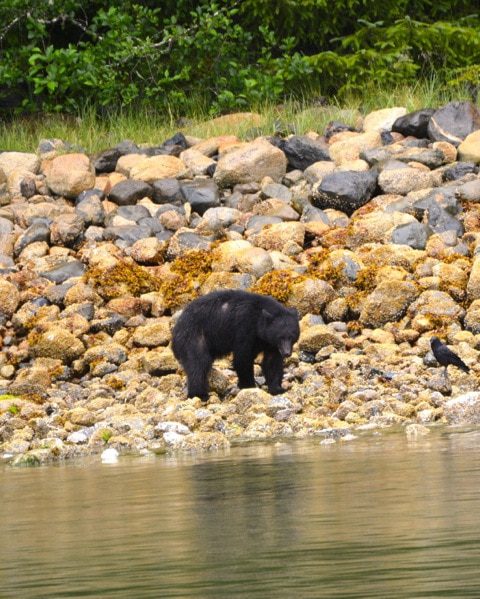 wickaninnish-inn-bear-watching