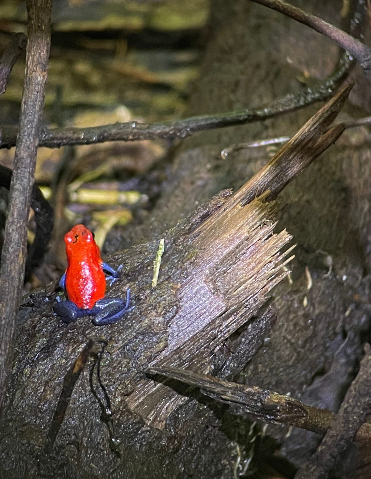 Arenal Costa Rica with Kids