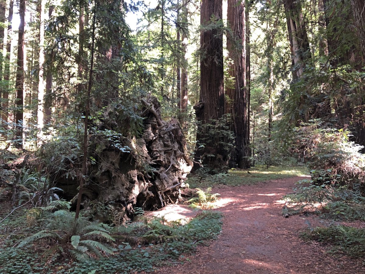 Humboldt County California Road Trip