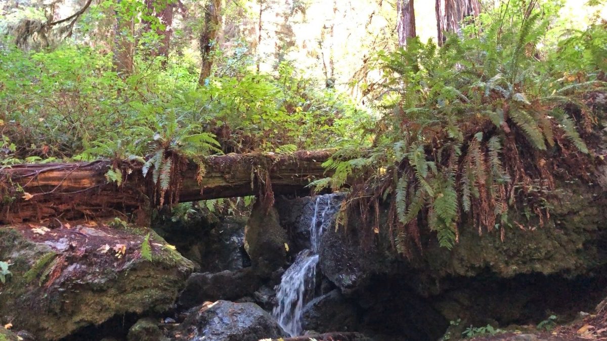 Humboldt County California Road Trip