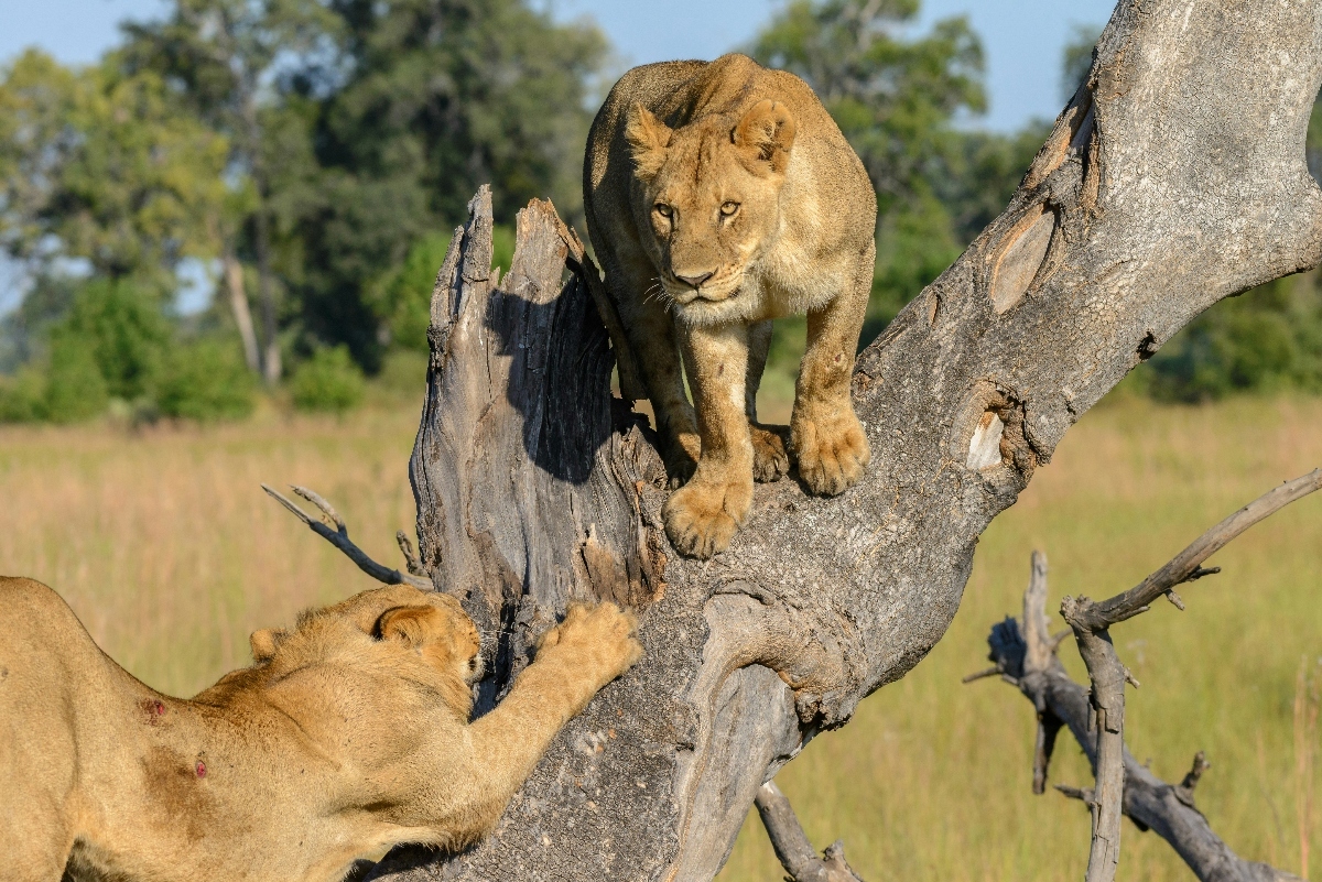 Botswana Family Safari Tips