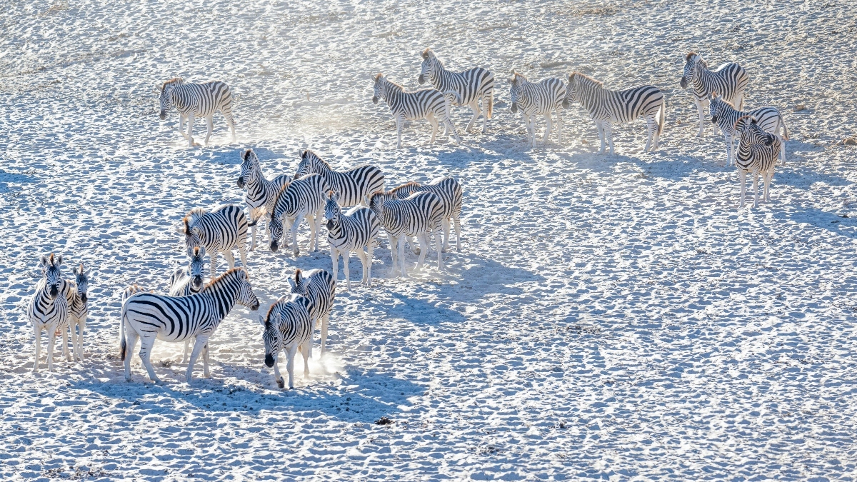 Botswana Family Safari Tips