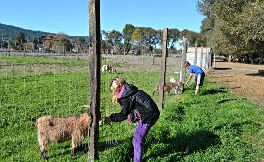 Feeding Goats at Anderson Valley Brewing Company