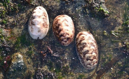 Gumboot Chiton at Glass Beach in Mendocino