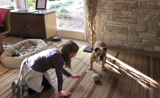 Bulldog at Carmel Valley Ranch California